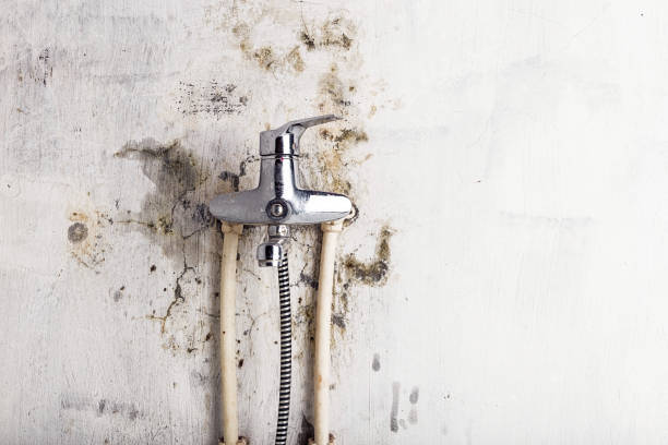 Best Commercial Mold Removal  in Lincoln, NE