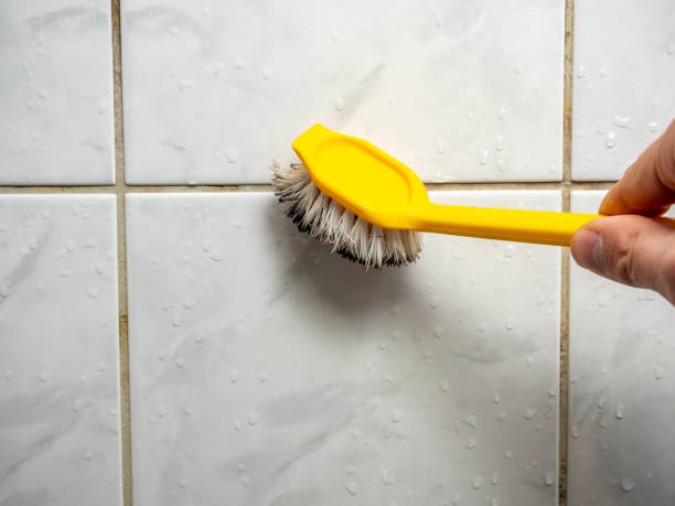 Best Black Mold Removal  in Lincoln, NE