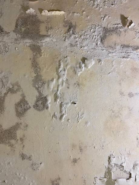 Best Black Mold Removal  in Lincoln, NE